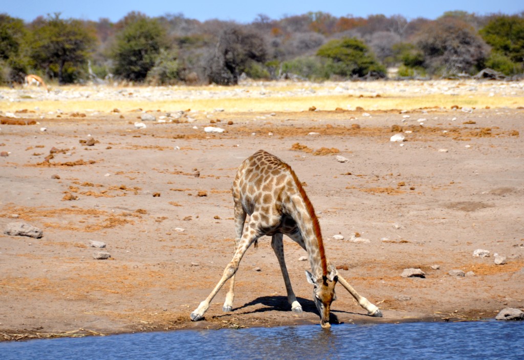 Etosha Giraffe 