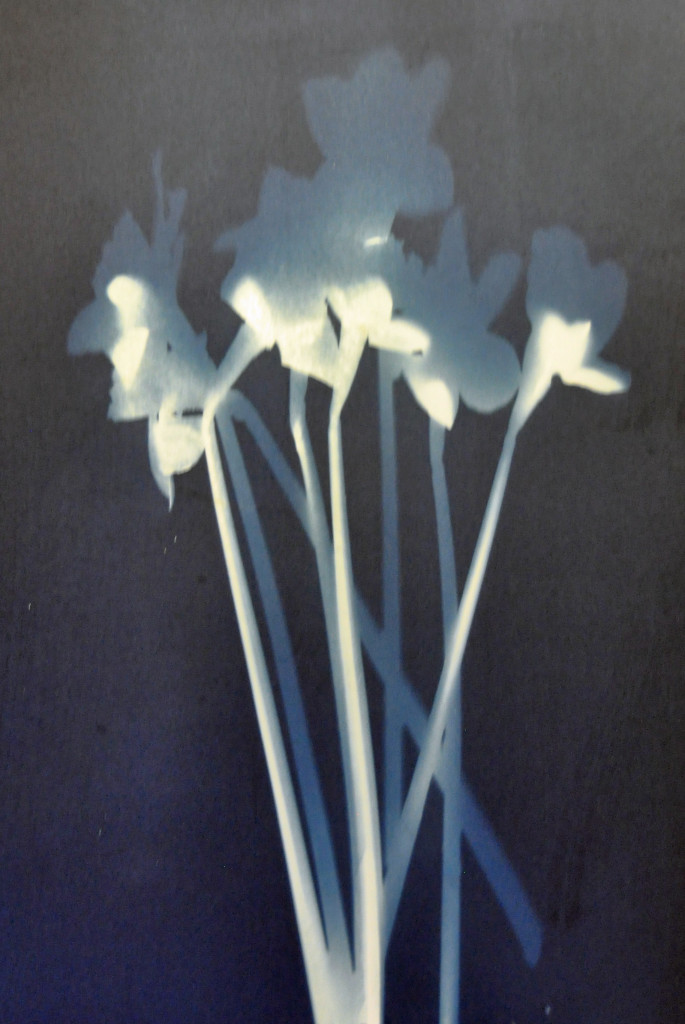 Cyanotype - daffodils