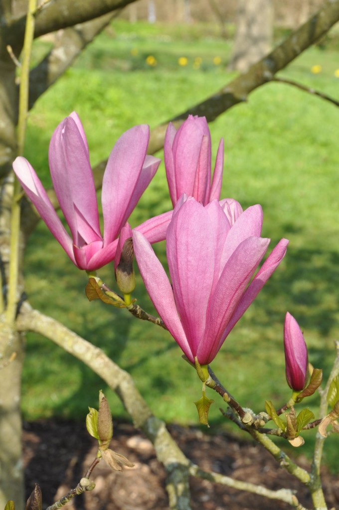 Magnolia Kew 2015