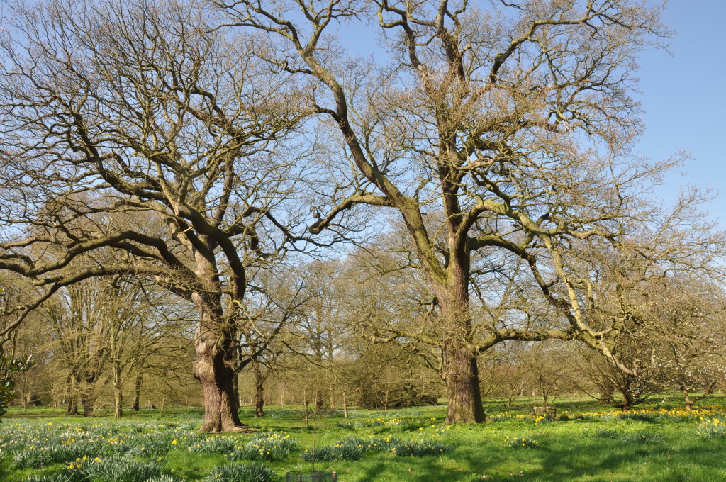 Kew Trees 2015
