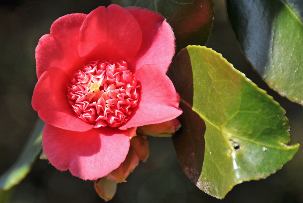 Camellia Kew 2015