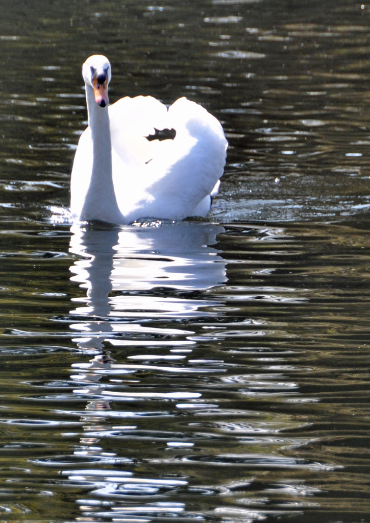 Swan Kew 2015