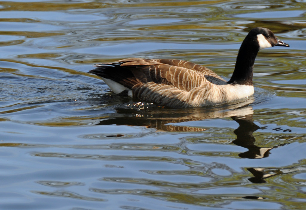 Canadian Goose Kew 2015
