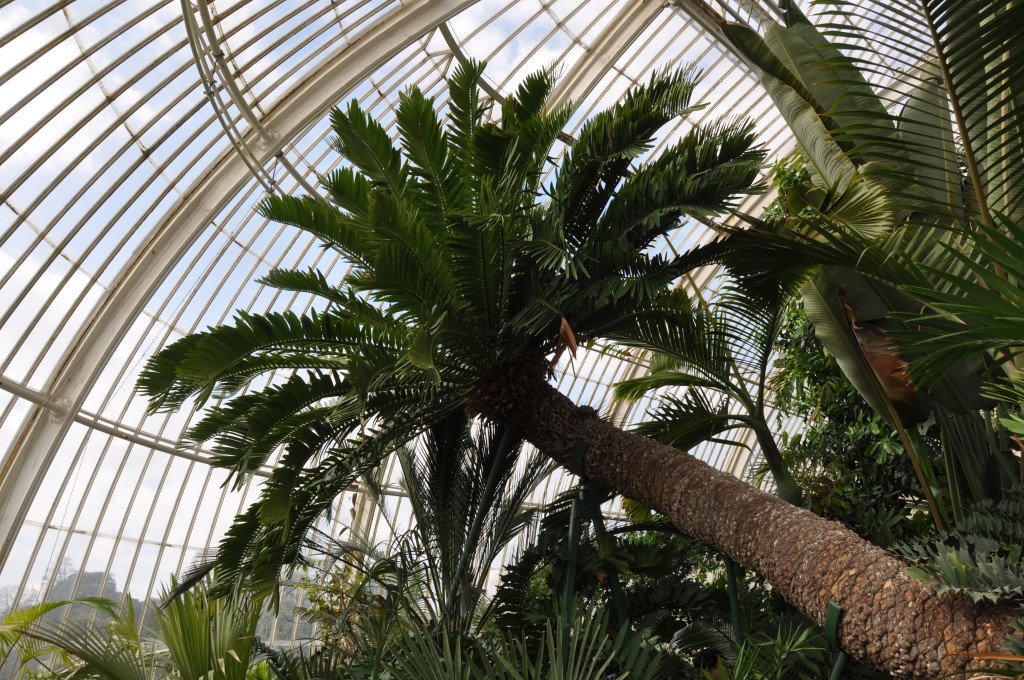 The world's largest pot plant? Kew
