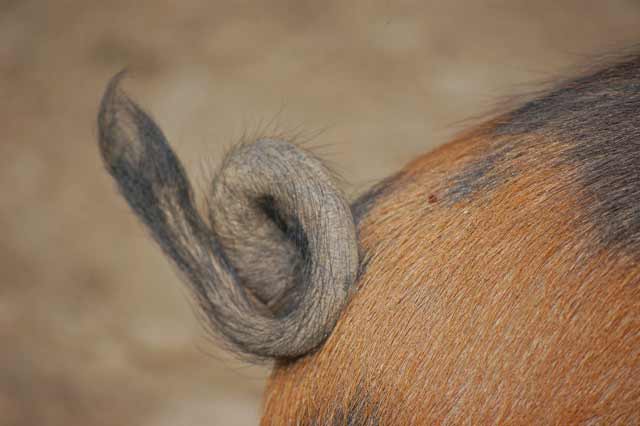 Pig's tail