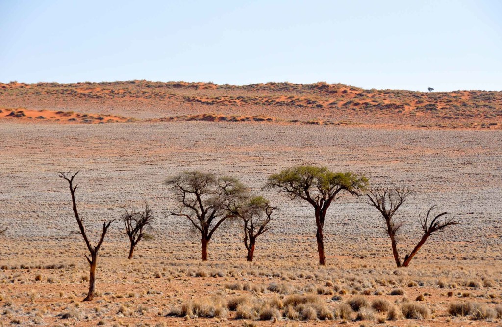 Namib Naukluft