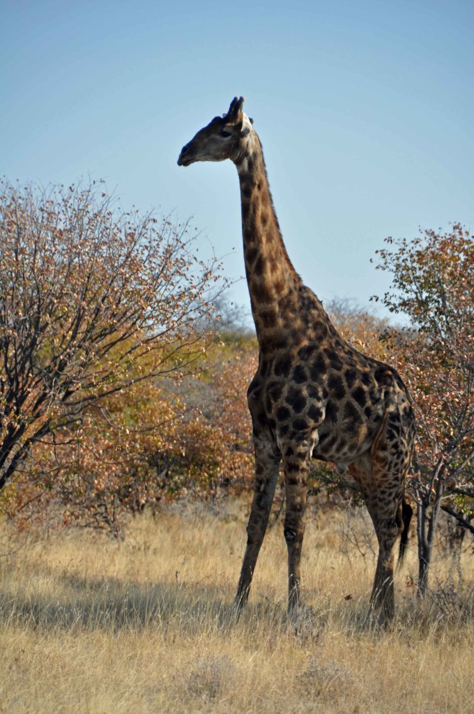 Giraffe, Etosha