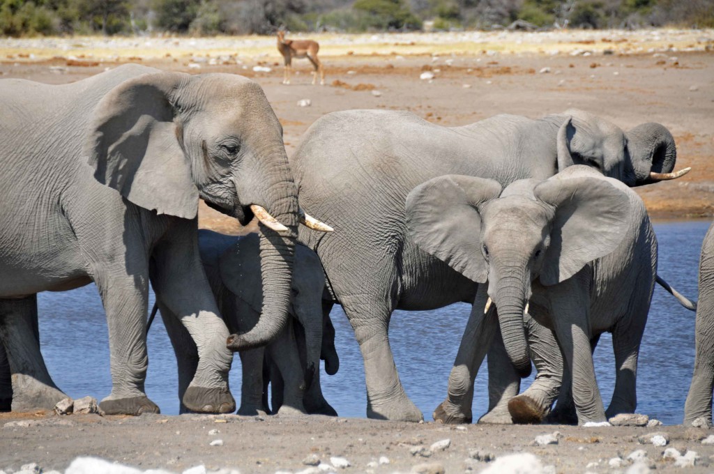 Elephant Family, Etosha