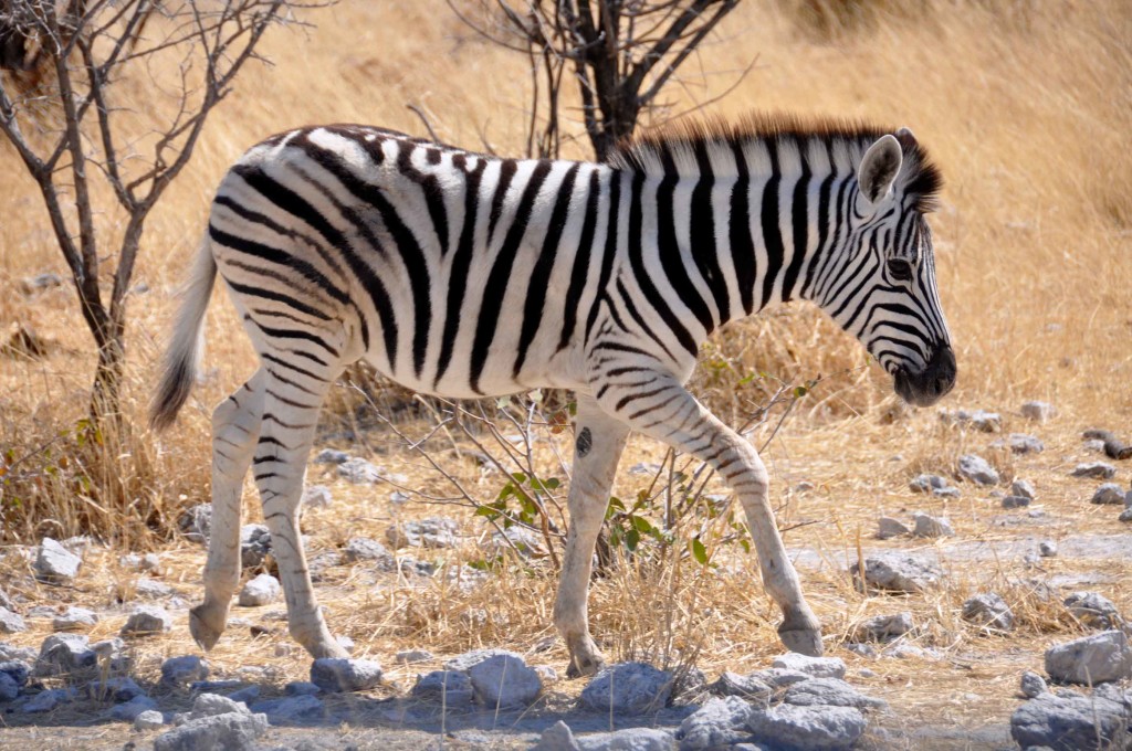 Zebra Etosha