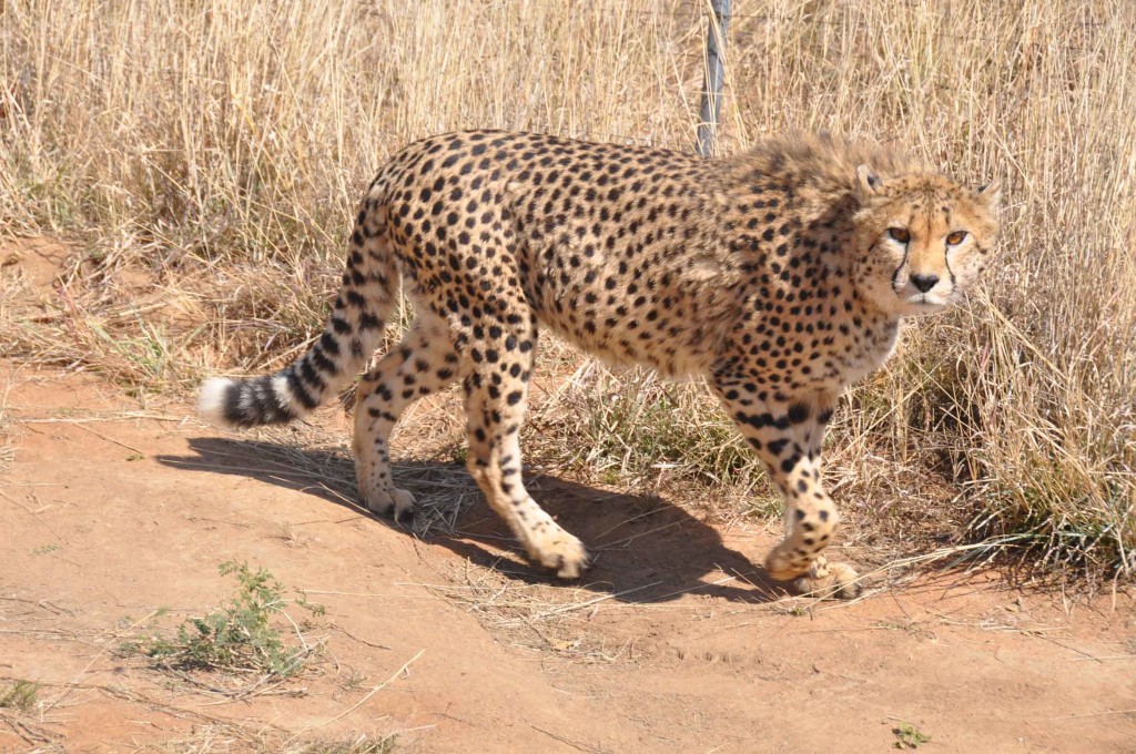 Okinjima, rescue Cheetah